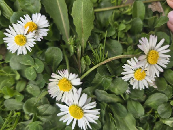 Množenje kroz igru: kako djeca najlakše uče tablicu množenja