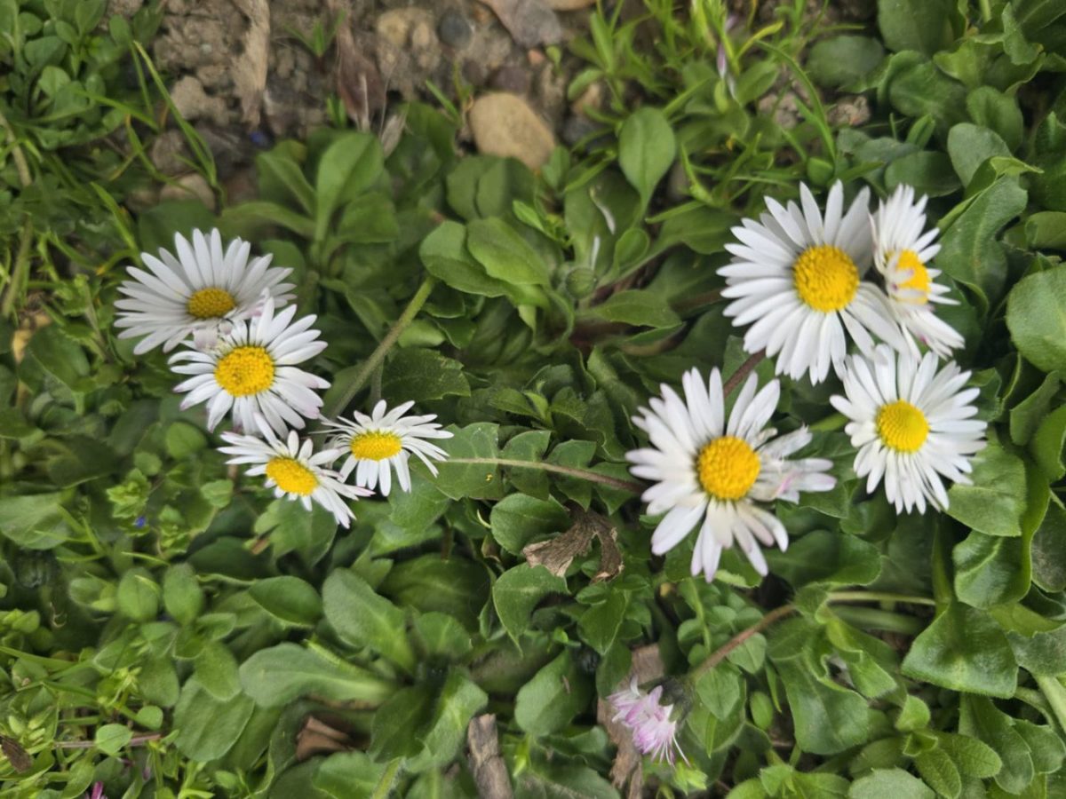 mnozenje-kroz-igru-kako-djeca-najlakse-uce-tablicu-mnozenja2